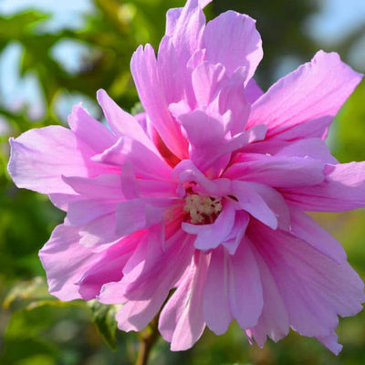 Rose of Sharon (Lucy) - Cremation Society