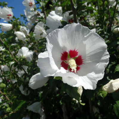 Rose of Sharon (Red Heart) - Be a Tree Cremation