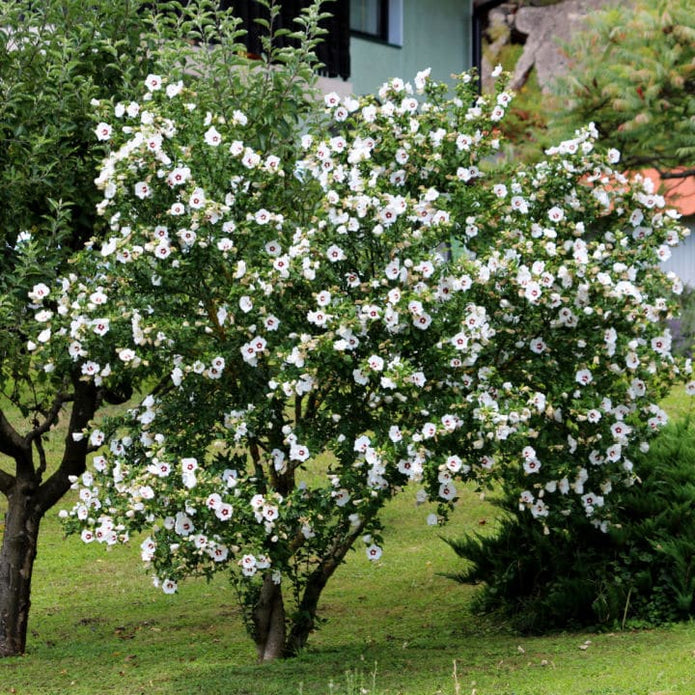 Rose of Sharon (Red Heart) - Be a Tree Cremation