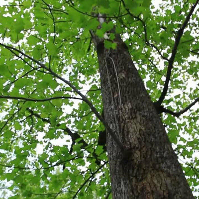 Tuliptree - Greenhaven