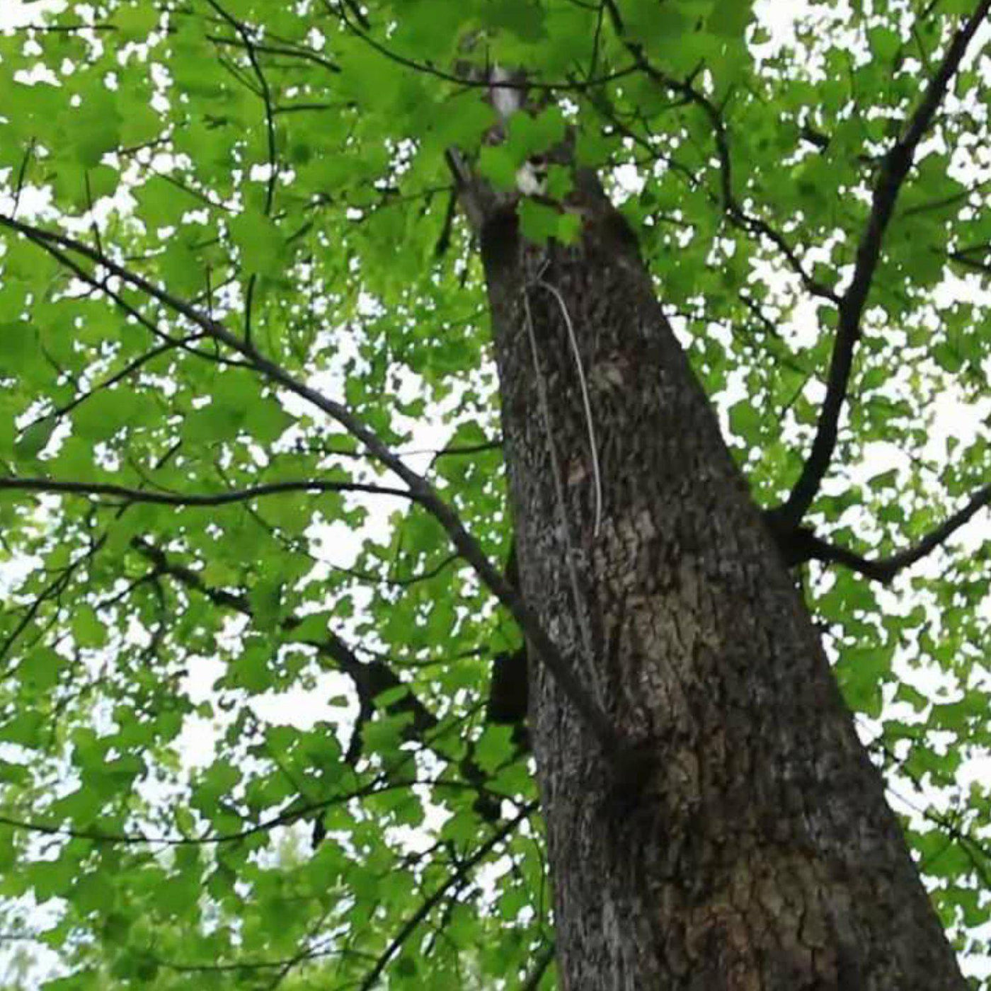 Tuliptree - Eternal Peace