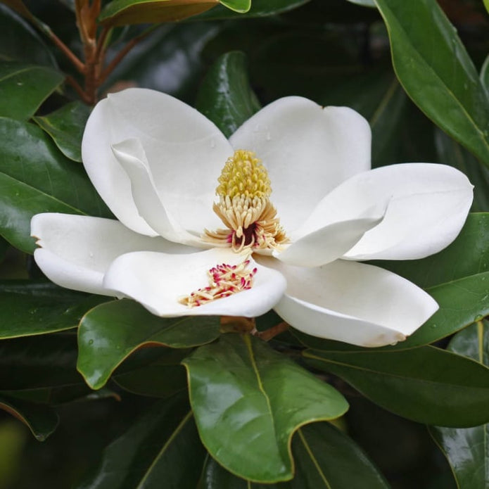 Southern Magnolia - Simple Pets