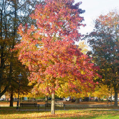 American Sweet Gum - Cremation Society