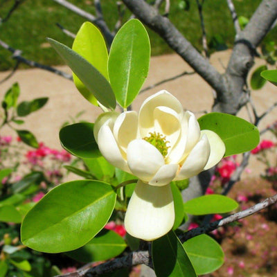 Sweetbay Magnolia - 5280
