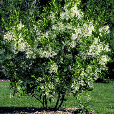 White Fringe Tree - Two Rivers