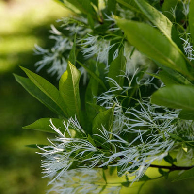White Fringe Tree - Blake