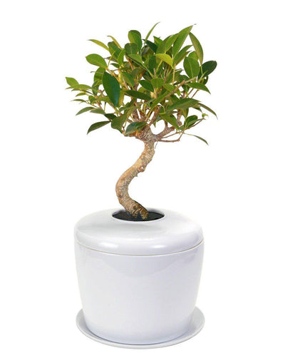 The Living Urn Indoors / Patio - Belk