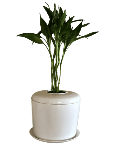 The Living Urn Indoors / Patio - Cremation Society