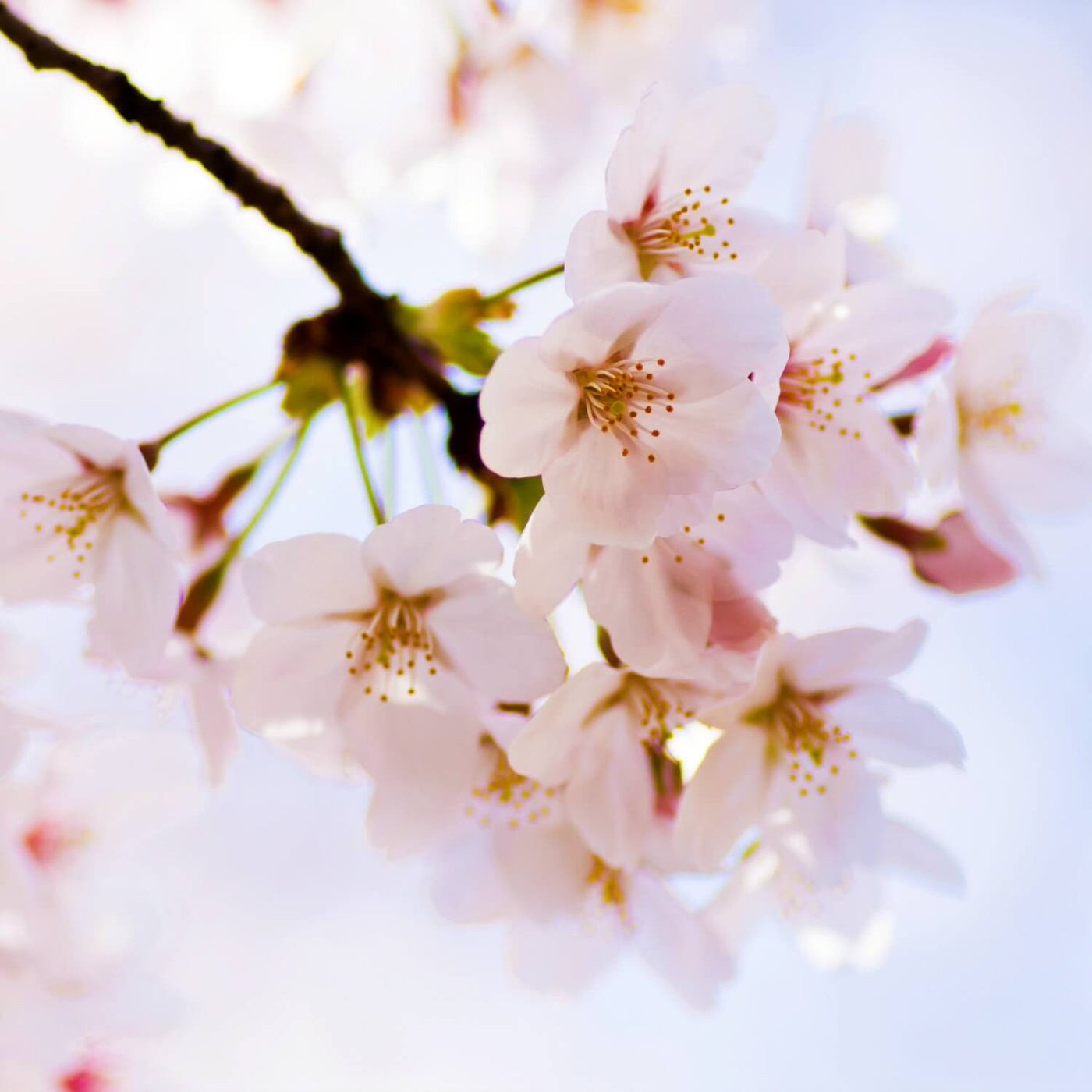 Japanese Flowering Cherry (Yoshino) - SereniCare