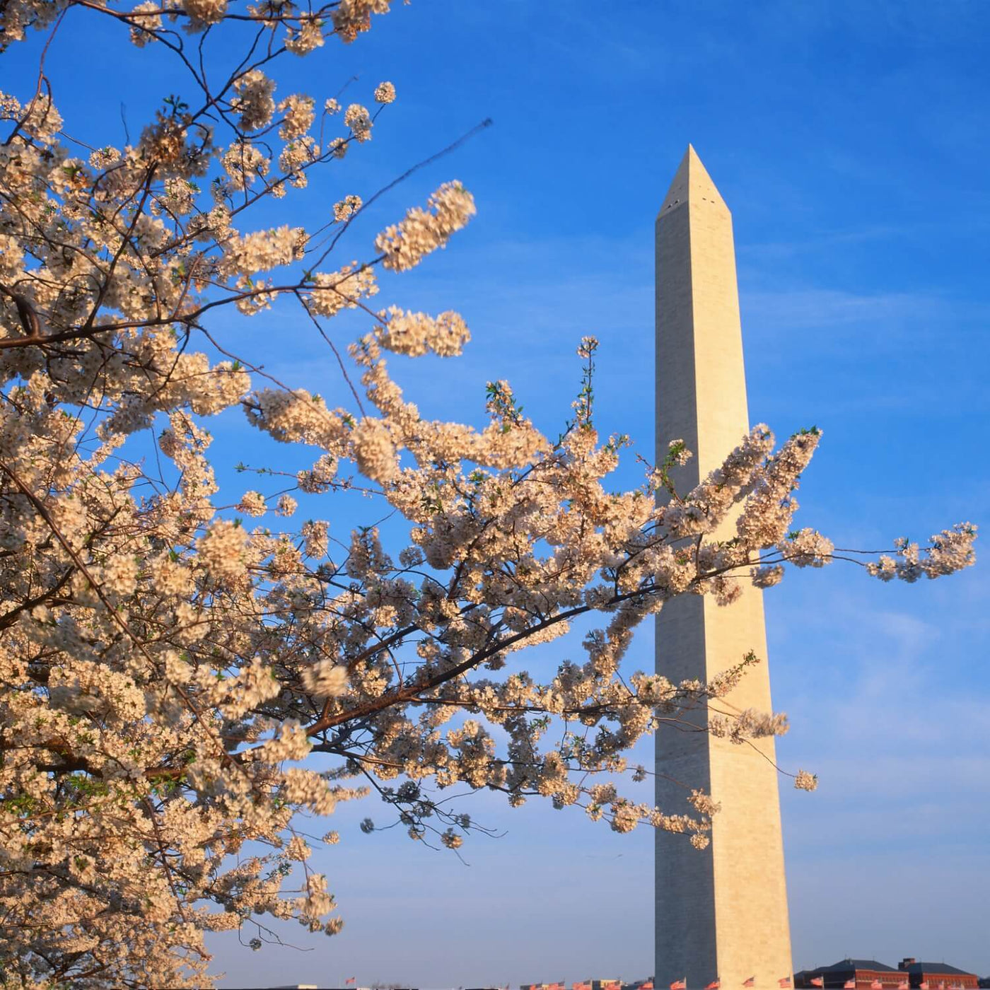 Japanese Flowering Cherry (Yoshino) - Bunker