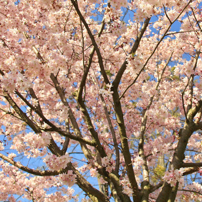 Autumnalis Flowering Cherry - Front Range