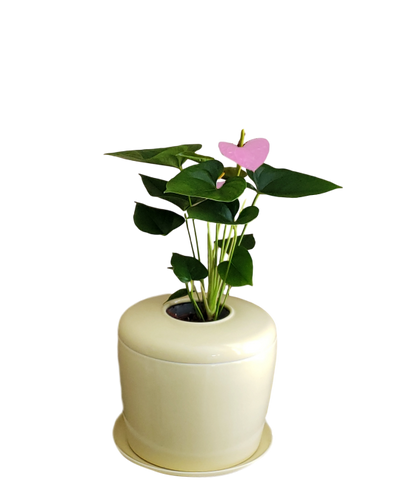 The Living Urn Indoors / Patio - 5280