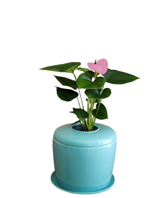 The Living Urn Indoors / Patio - Be a Tree Cremation