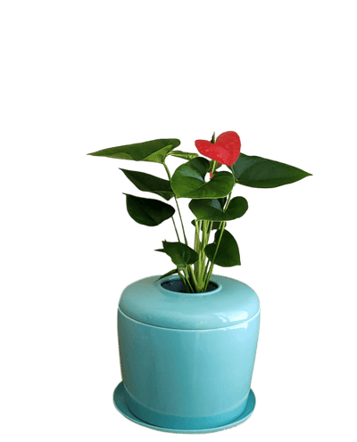 The Living Urn Indoors / Patio - 5280