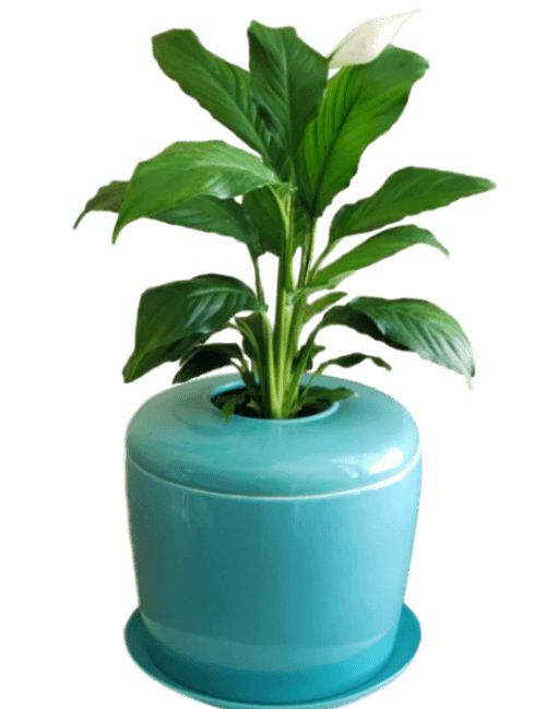 The Living Urn Indoors / Patio - Simple Pets