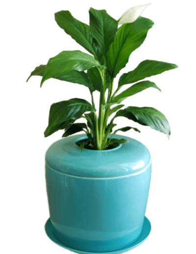 The Living Urn Indoors / Patio - Akers James