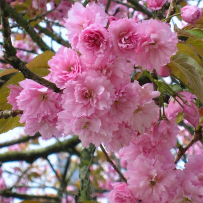 Japanese Flowering Cherry (Kwanzan) - Emmick
