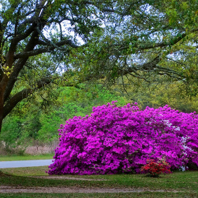 Formosa Azalea (Lavender) - Emmick