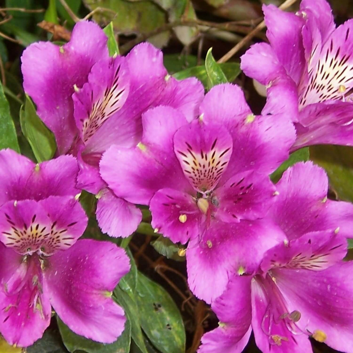 Formosa Azalea (Lavender) - Eternal Peace