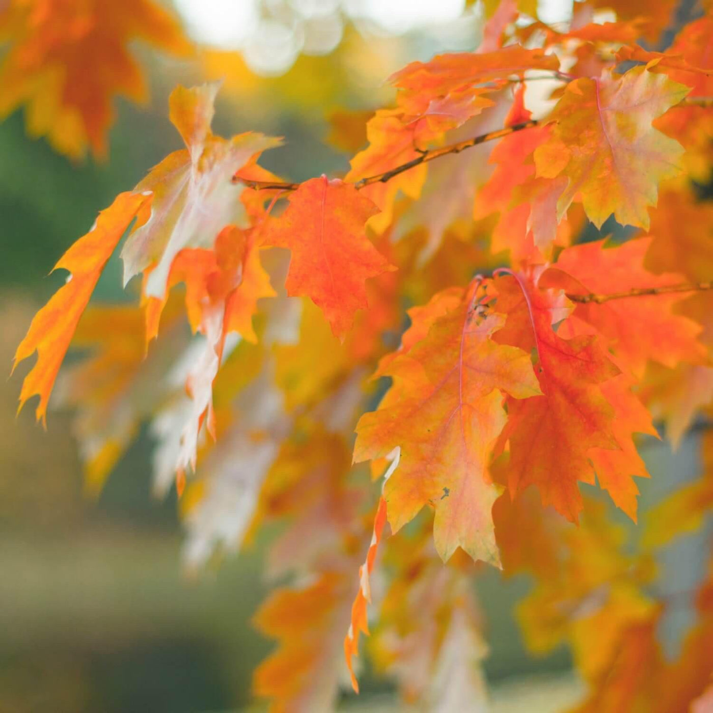 Northern Red Oak - The Living Urn