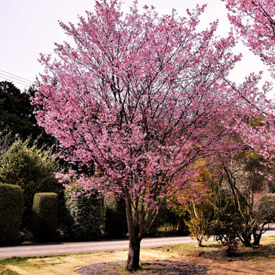 Okame Flowering Cherry - A Better Place