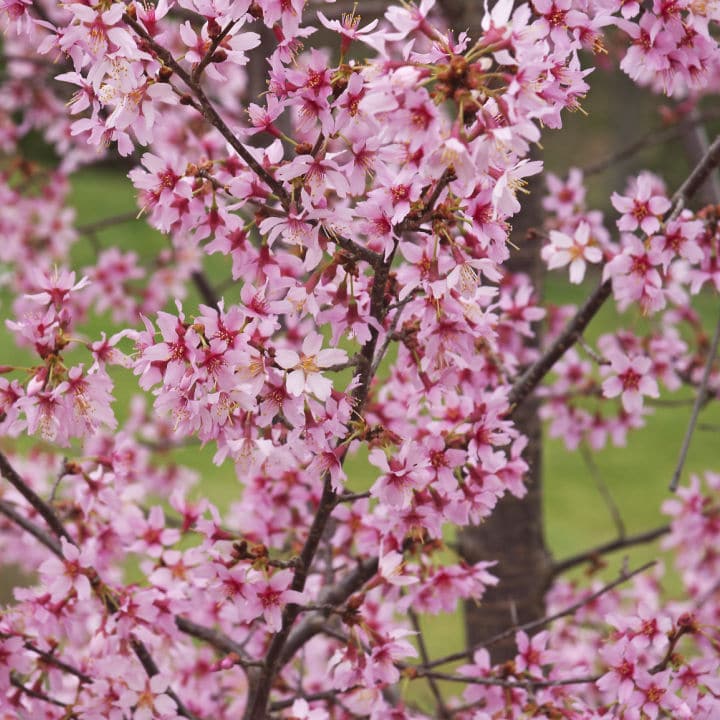 Okame Flowering Cherry - Simple Pets