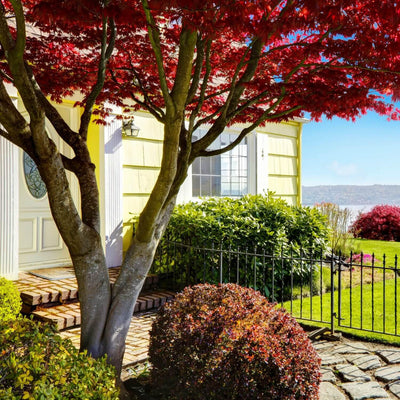 Red Maple - Simple Pets