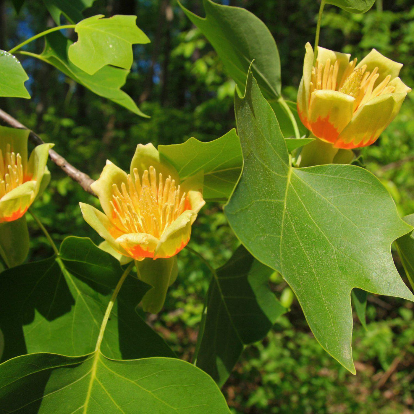 Tuliptree - Natural Grace