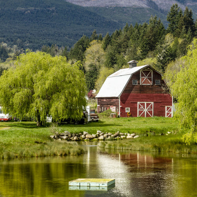 Weeping Willow - Akers James