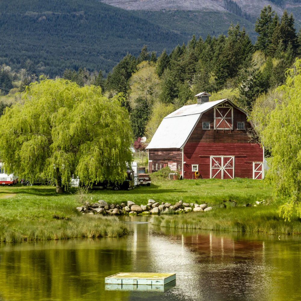 Weeping Willow - Simple Pets