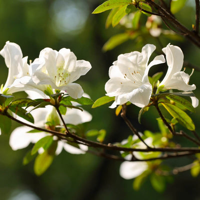 Formosa Azalea (White) - Akers James