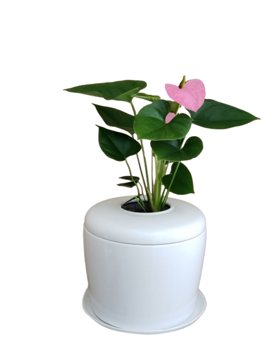 The Living Urn Indoors / Patio - Messenger