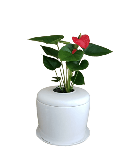 The Living Urn Indoors / Patio - Monarch