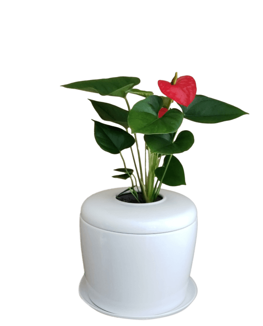 The Living Urn Indoors / Patio - Two Rivers