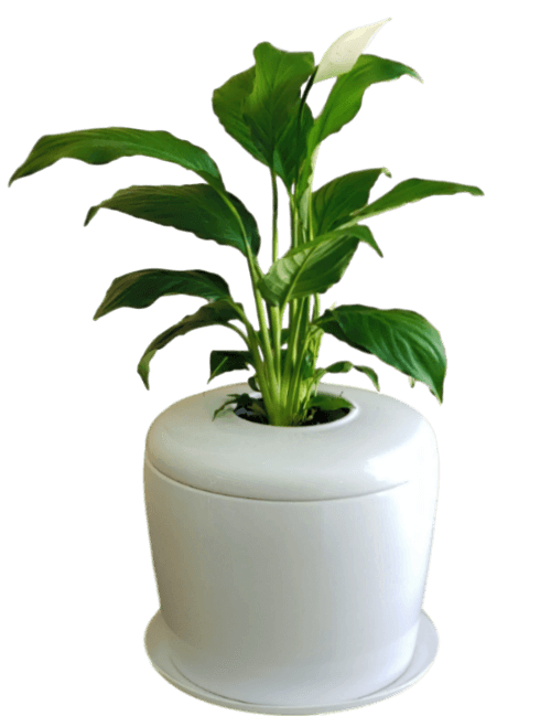 The Living Urn Indoors / Patio - Two Rivers